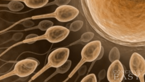 varicocele-and-male-infertility