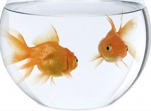 Sex in a fishbowl. It must happen. Courtesy: arizonanatureaquatics.com