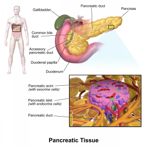 PancreaticTissue (Wiki Creative Commons)