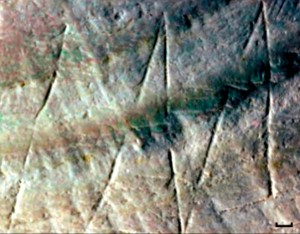 When we first stood we also became artists. Earliest human art (zigzag lines) on a mussel shell from 500,000 years ago (Courtesy Nature.com)