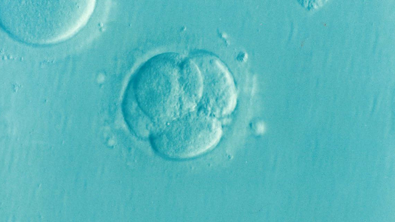 IVF embryo