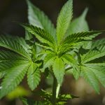 medical marijuana during pregnancy not recommended