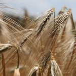 gluteh vs wheat