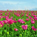 opium poppies