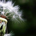 seasons sickness - dandelion